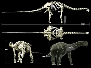 Titanosaurus: Anatomy of a Titanosaur