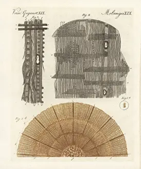 Bertuchs: Anatomy of a tree