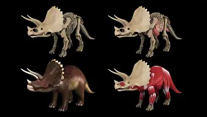 Triceratops: Anatomy of Triceratops dinosaur, multiple views