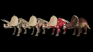 Biomedical: Anatomy of Triceratops dinosaur, multiple views