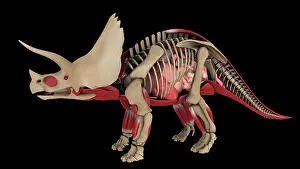Triceratops: Anatomy of Triceratops dinosaur, side view