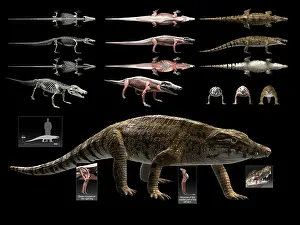 Archosaur: Anatomy of Uberabasuchus terrificus