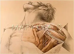 Plexus: ANATOMY/UPPER BODY/1867