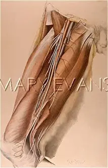 Anterior: ANATOMY/UPPER THIGH/1867