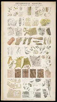 Anatomy: Anatomy - Various Parts
