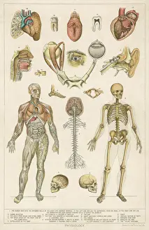 Diagrams: ANATOMY/VARIOUS PARTS