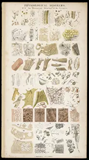 Organs: Anatomy - Various Parts