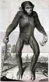 Pygmies: Anatomy - Young chimpanzee