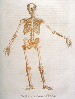 Anatomy: ANATOMY:HUMAN SKELETON