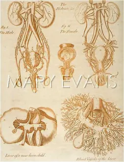 Kidneys: ANATOMY:INTERNAL ORGANS