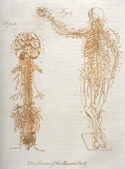 Anatomy: ANATOMY:NERVOUS SYSTEM