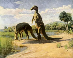 Anatosaurus: Two Anatosauruses