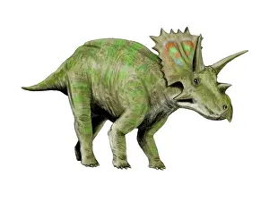 Ornatus: Anchiceratops dinosaur