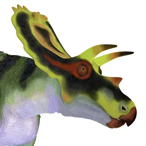 Ornatus: Anchiceratops dinosaur head