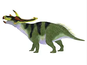 Triceratops: Anchiceratops dinosaur, side profile