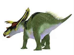 Triceratops: Anchiceratops dinosaur, rear view