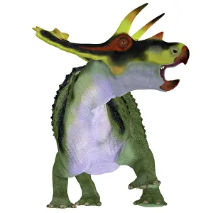 Triceratops: Anchiceratops dinosaur on white background
