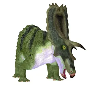 Campanian: Anchiceratops dinosaur, on white background
