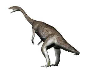 Anchisaurus: Anchisaurus dinosaur