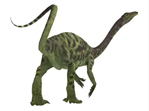 Anchisaurus: Anchisaurus dinosaur, rear view