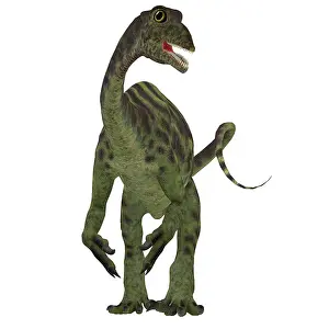 Anchisaurus: Anchisaurus dinosaur, front view