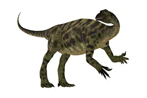 Talon: Anchisaurus dinosaur, side view on white background
