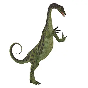 Talon: Anchisaurus dinosaur on white background