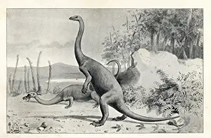 Anchisaurus: Anchisaurus polyzelus