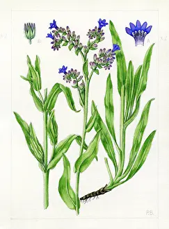 Bland: Anchusa officinalis - common bugloss