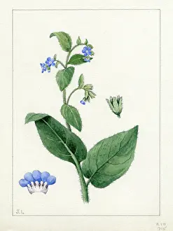 Bentham: Anchusa sempervirens - green alkanet