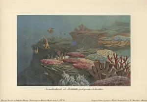 Tiere: Ancient coral reefs