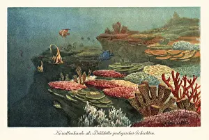 Tiere Der Urwelt: Ancient coral reefs on the ocean floor