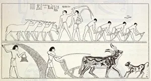 Scythes: ANCIENT EGYPT FARMING