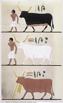 Mourhet: ANCIENT EGYPTIAN CATTLE