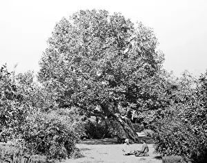 Heliopolis: Ancient fig tree, Heliopolis, Egypt, Victorian period