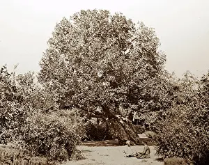Heliopolis: Ancient fig tree, Heliopolis, Egypt, Victorian period