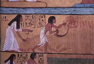 Follows: Ancient Harvest