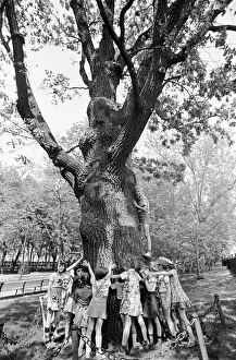 Tverskoy: Ancient oak tree at Tverskoy Boulevard