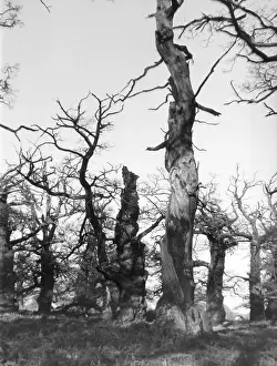 Thoresby: ANCIENT OAK TREES