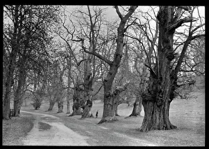 Gnarled: Ancient trees alongside a pathway