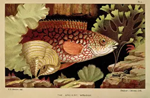1810 1888: Ancient Wrasse - Frontispiece from the Aquarium