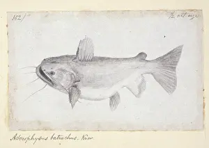 Catfish: Ancistrus gibbiceps, Knu