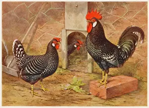 Ancona: ANCONA COCK AND HEN
