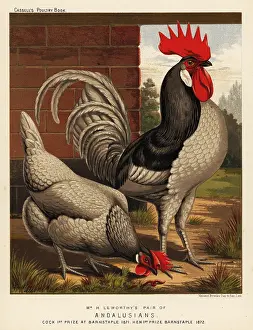 Cockfighting: Andalusian chickens