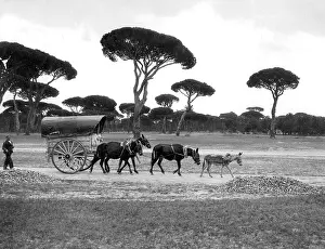 Mules: Andalusian donkey cart