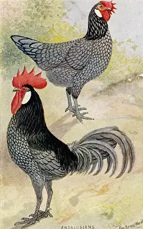 Gallus: ANDALUSIAN POULTRY