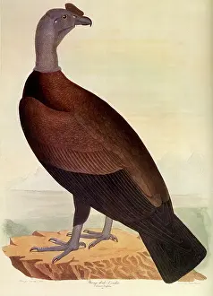 Lucien: Andean Condor, Vulur gryphus