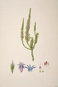 Ericaceae: Andersonia caerulea, foxtail
