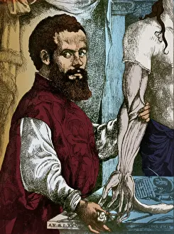 Accurate: Andreas Vesalius, Flemish Anatomist