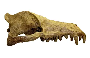 Epitheria: Andrewsarchus mongoliencis, Skull cast